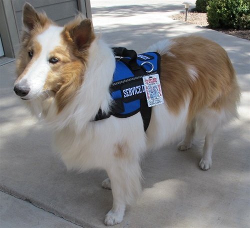 Service Dog Harness Vest with FREE Service Dog patches sewn on and FREE PERSONALIZED EMBROIDERY