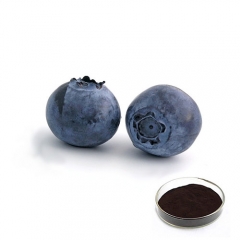 Natural European Bilberry Extract 25% Anthocyanidins 36% Anthocyanins Powder