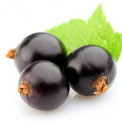 Fruit Black currant anthocyanin extract powder for healthcare