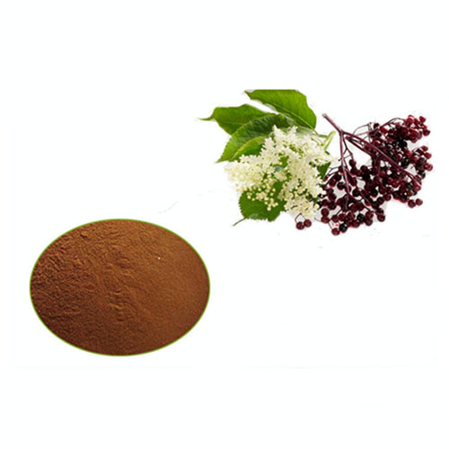 Natural Organic Elder Berry Powder Extract Anthocyanidins 25%