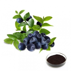 Natural European Bilberry Extract 25% Anthocyanidins 36% Anthocyanins Powder