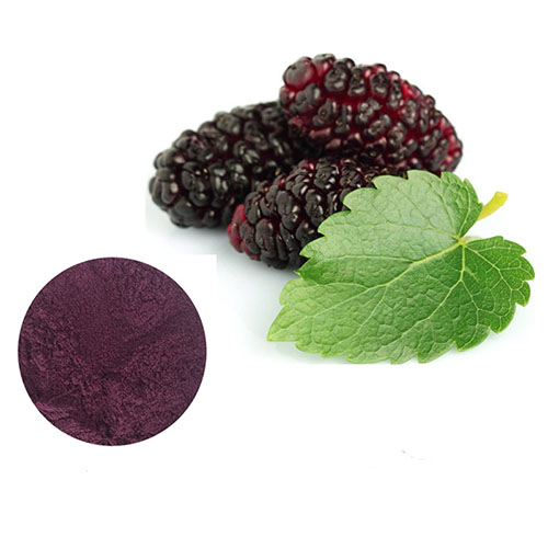 Best Price With Mullberry Fruit Extract / Mullbery Powder