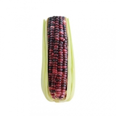 Purity Top sale Purple Corn Extract10:1 Anthocyanidins for Antioxidants benefit to eyes Purple red fine powder