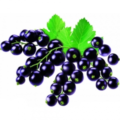 Fruit Black currant anthocyanin extract powder for healthcare