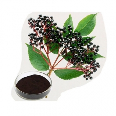 Natural Organic Elder Berry Powder Extract Anthocyanidins 25%