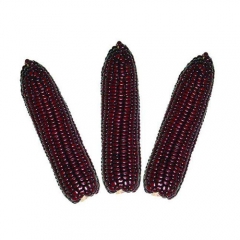 Purity Top sale Purple Corn Extract10:1 Anthocyanidins for Antioxidants benefit to eyes Purple red fine powder