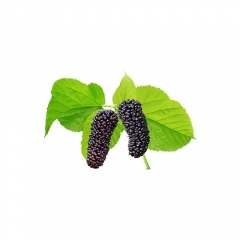 Best Price With Mullberry Fruit Extract / Mullbery Powder