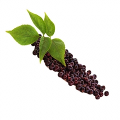 High Quality Natural elderberry extract anthocyanidin